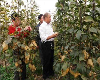 鶴壁2000畝種植項目[河南晚秋黃梨苗]